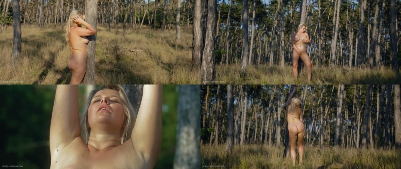 Nikky Dream - Wild Bush (2025-07-11) - Main Cover